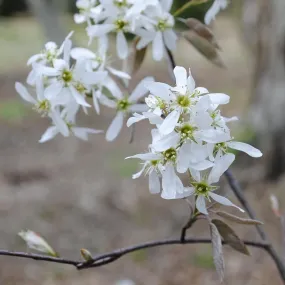 Canadian Serviceberry - Amelanchier canadensis