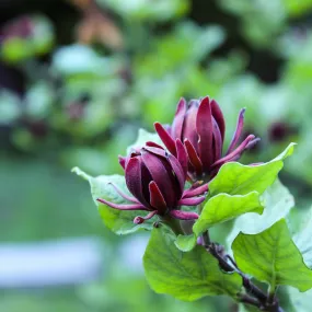 Carolina Allspice - Calycanthus floridus