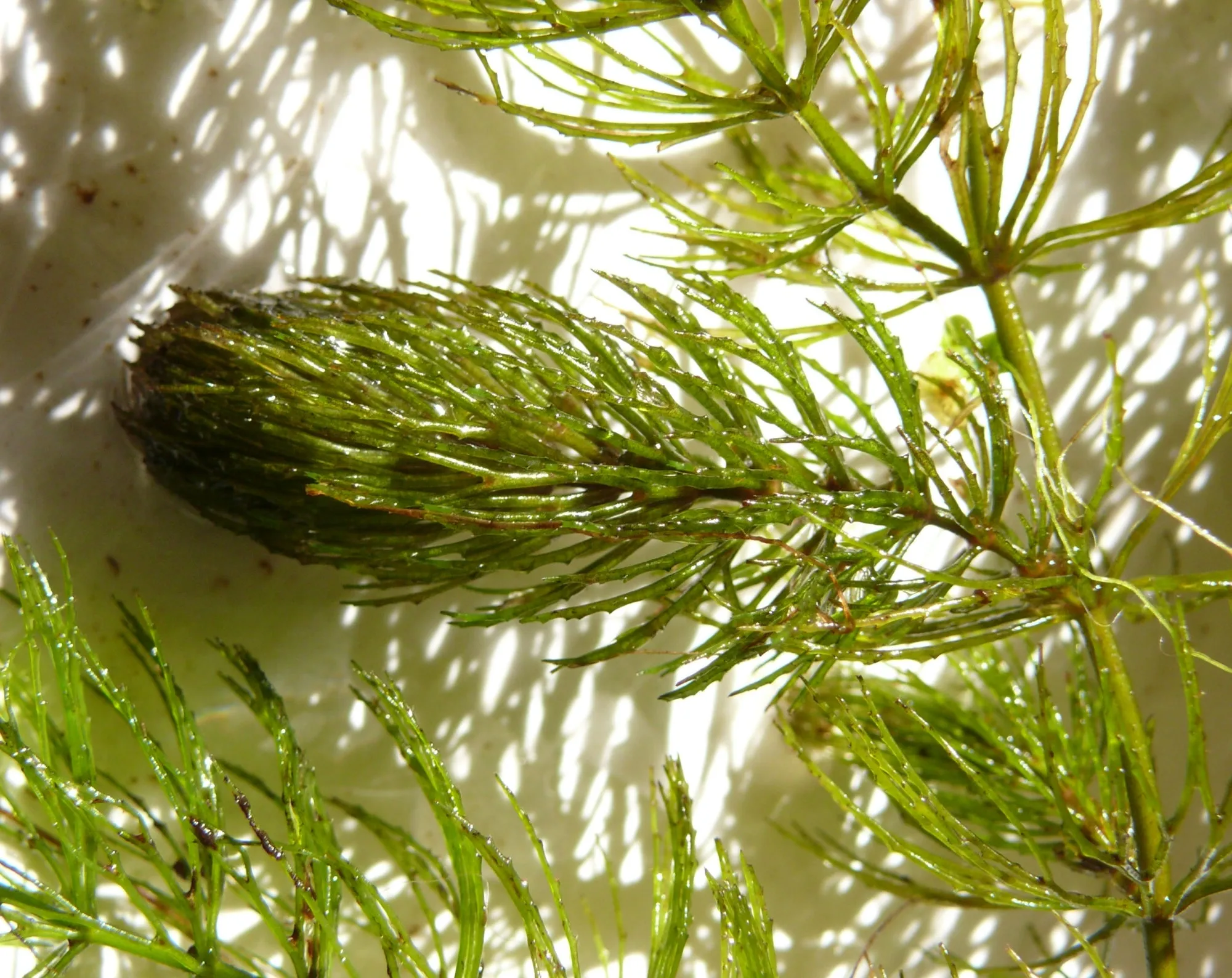 Hornwort