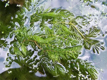 Hornwort
