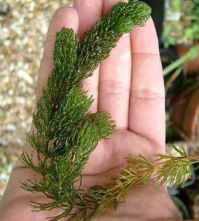 Hornwort