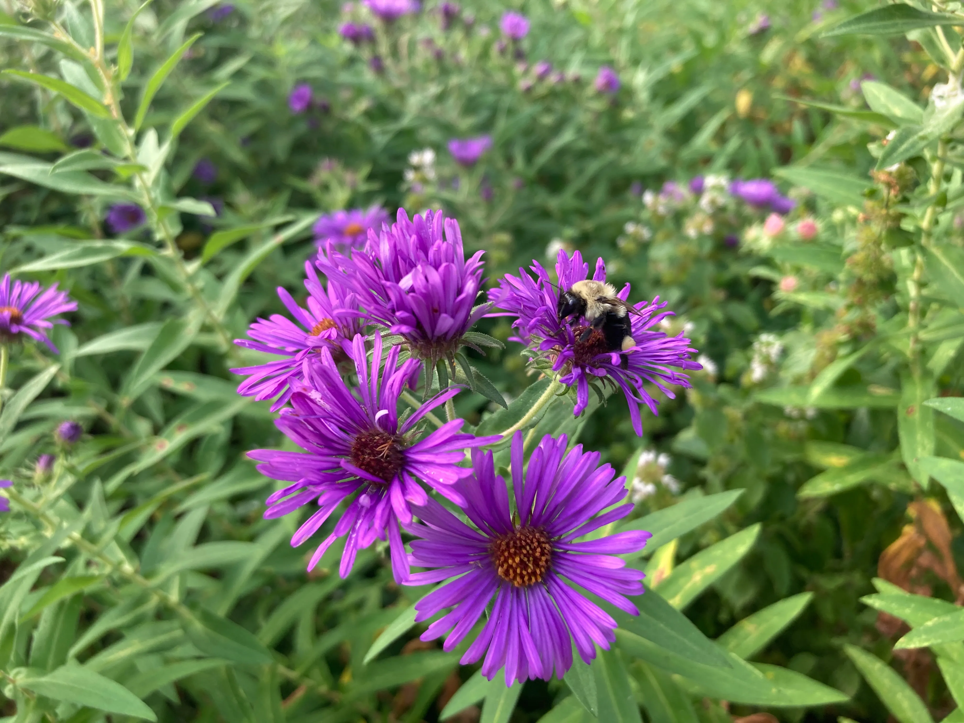 New England Aster - Symphyotrichum novae-angliae