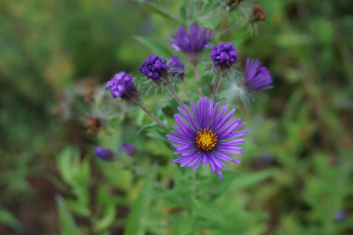 New England Aster - Symphyotrichum novae-angliae