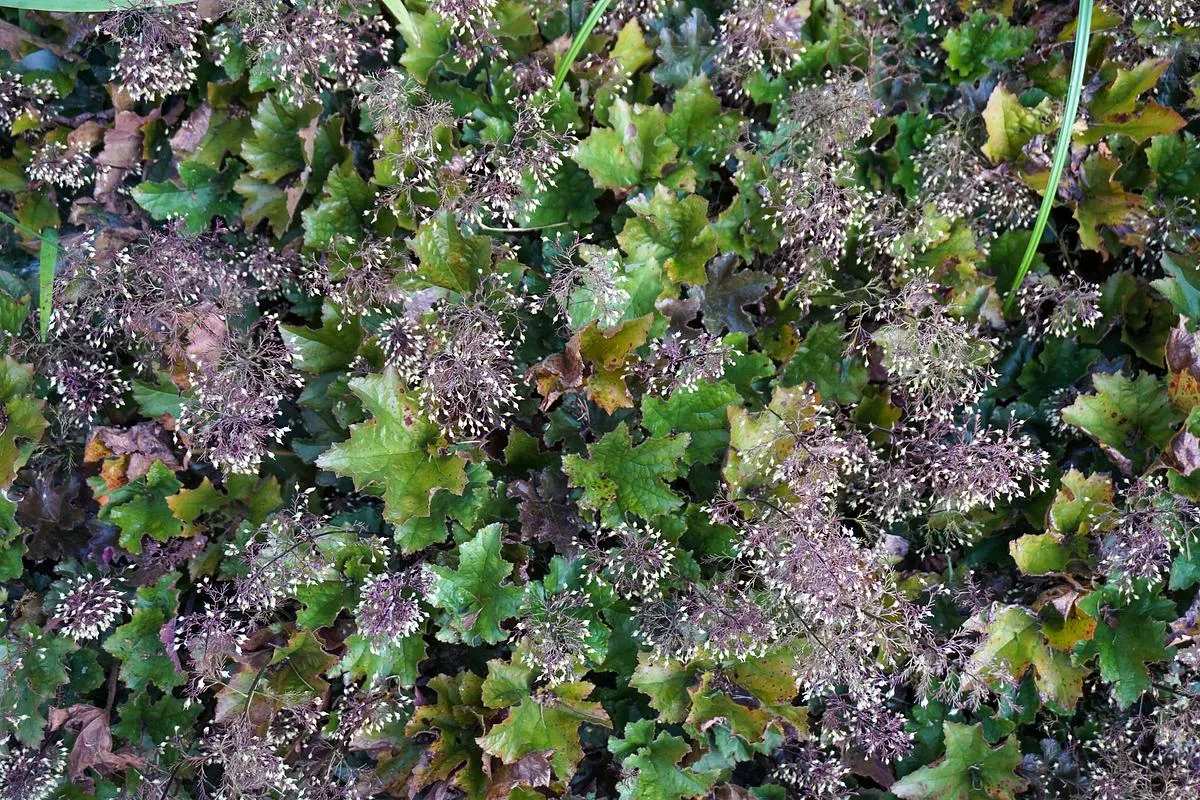 Purple Hairy Alumroot - Heuchera villosa 'Bronze Wave'