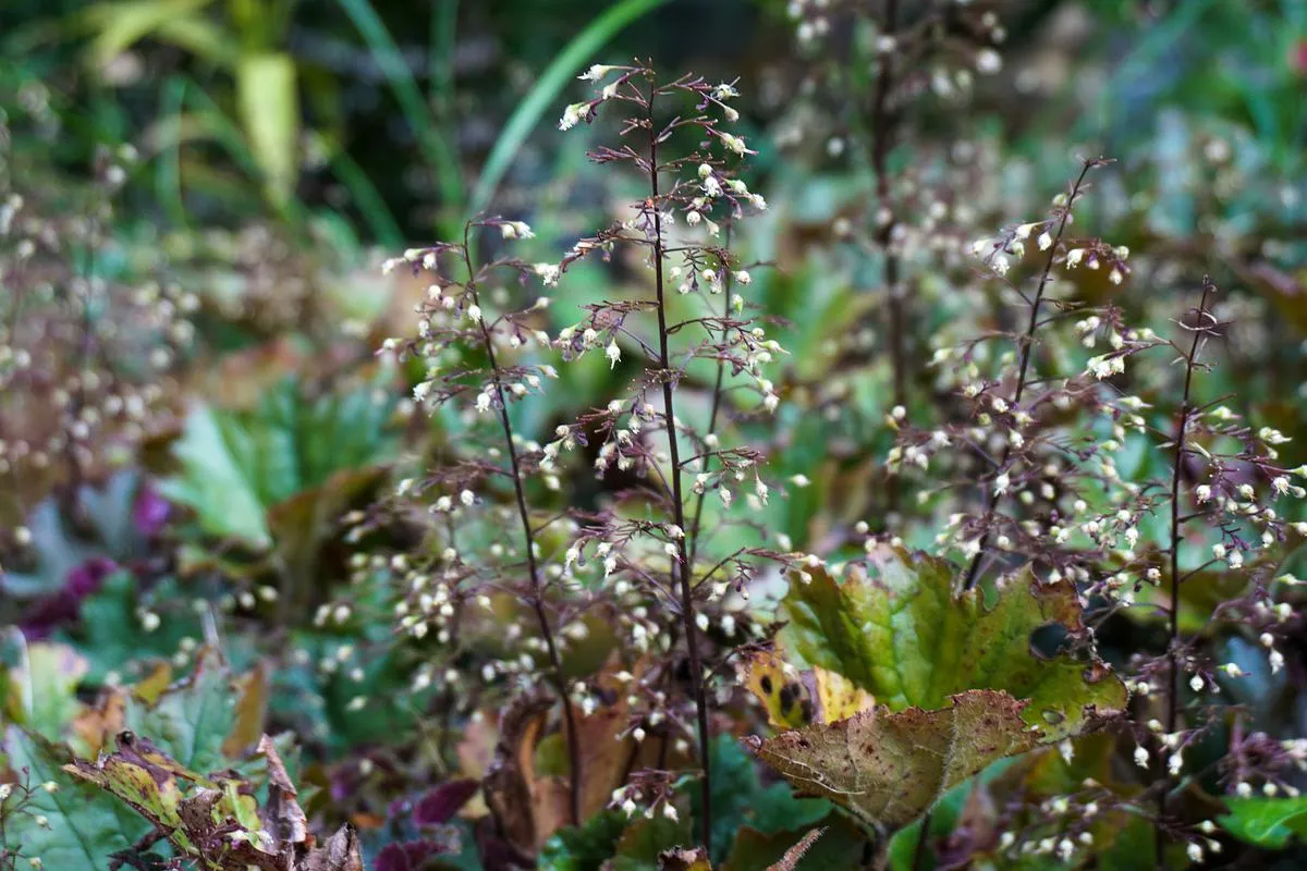 Purple Hairy Alumroot - Heuchera villosa 'Bronze Wave'