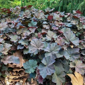 Purple Hairy Alumroot - Heuchera villosa 'Bronze Wave'